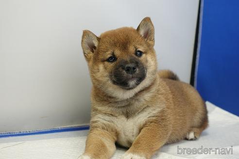 成約済の愛知県の柴犬-215214の2枚目