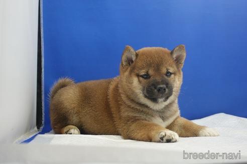 成約済の愛知県の柴犬-215214の3枚目