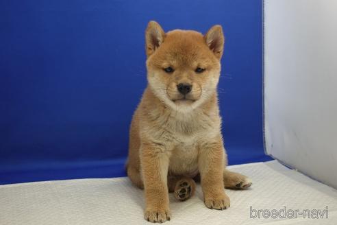 成約済の愛知県の柴犬-215218の18枚目