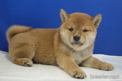 成約済の愛知県の柴犬-215218の17枚目