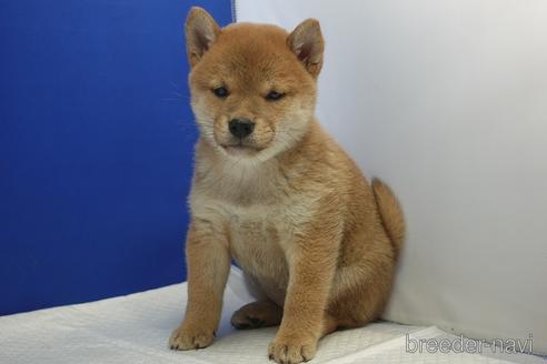 成約済の愛知県の柴犬-215218の11枚目