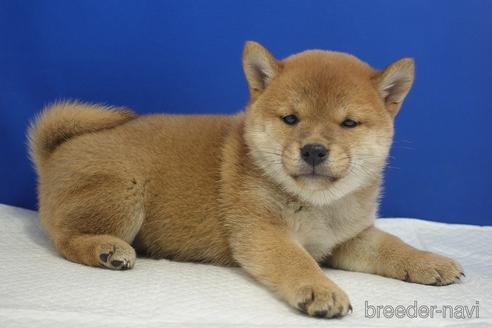 成約済の愛知県の柴犬-215218の16枚目