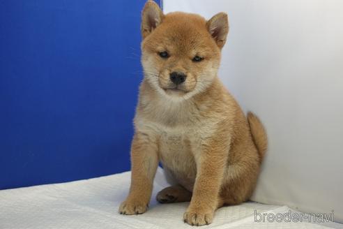 成約済の愛知県の柴犬-215218の14枚目