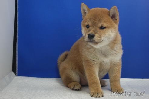 成約済の愛知県の柴犬-215218の13枚目