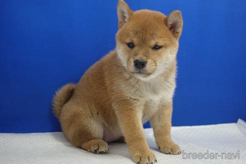 成約済の愛知県の柴犬-215218の12枚目