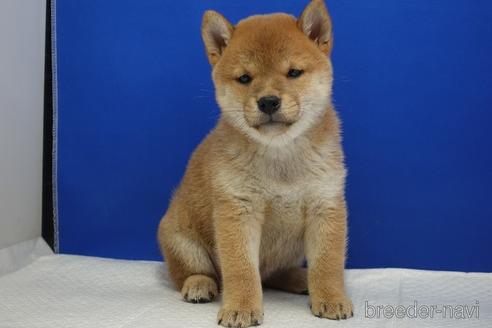 成約済の愛知県の柴犬-215218の8枚目