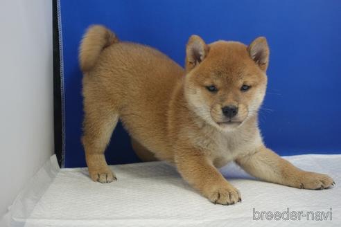 成約済の愛知県の柴犬-215218の8枚目