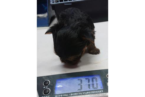 成約済の愛知県のヨークシャーテリア-218019の15枚目