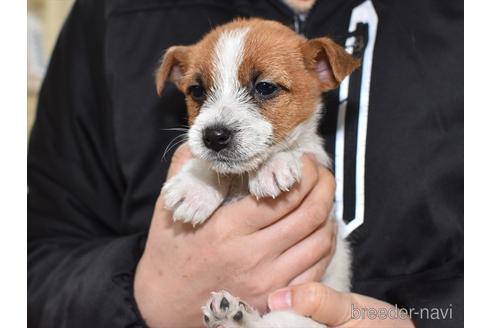 成約済の愛知県のジャックラッセルテリア-211262の4枚目