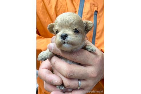 成約済の静岡県のマルプー:マルチーズ×トイプードル-218392の5枚目