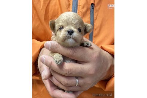 成約済の静岡県のマルプー:マルチーズ×トイプードル-218392の6枚目