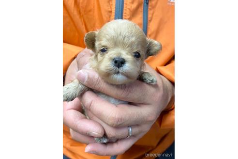 成約済の静岡県のマルプー:マルチーズ×トイプードル-218392の7枚目