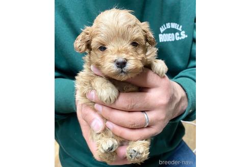 成約済の静岡県のポメプー:ポメラニアン×トイプードル-218393の2枚目