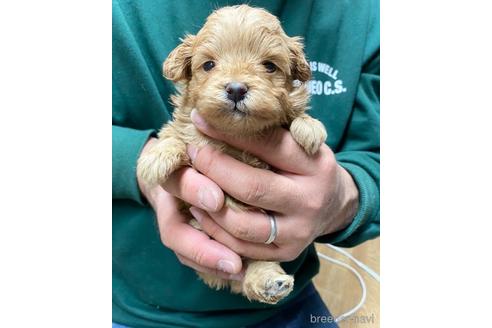 成約済の静岡県のポメプー:ポメラニアン×トイプードル-218393の3枚目