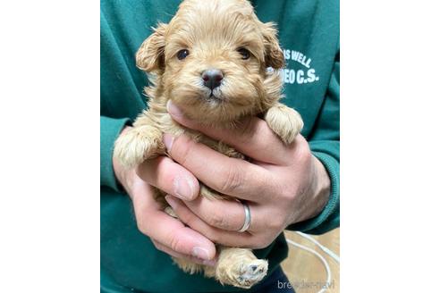 成約済の静岡県のポメプー:ポメラニアン×トイプードル-218393の1枚目