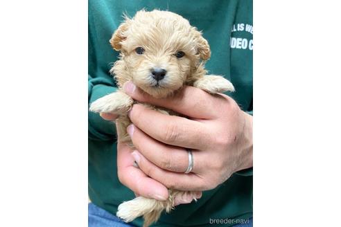 成約済の静岡県のポメプー:ポメラニアン×トイプードル-218394の2枚目