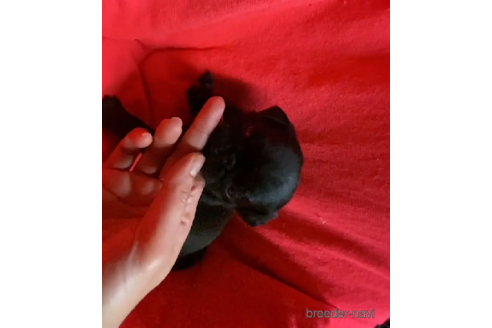 成約済の静岡県のパグ-218395の3枚目