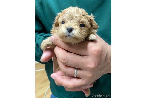 成約済の静岡県のポメプー:ポメラニアン×トイプードル-218398の3枚目