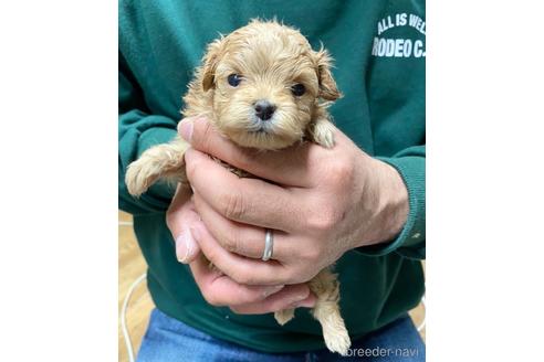 成約済の静岡県のポメプー:ポメラニアン×トイプードル-218398の2枚目