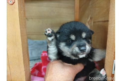 成約済の岡山県の柴犬-215145の1枚目