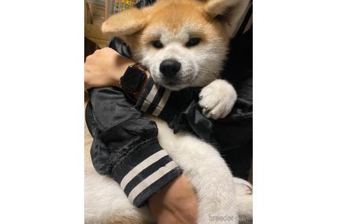 商談中の東京都の秋田犬-205036