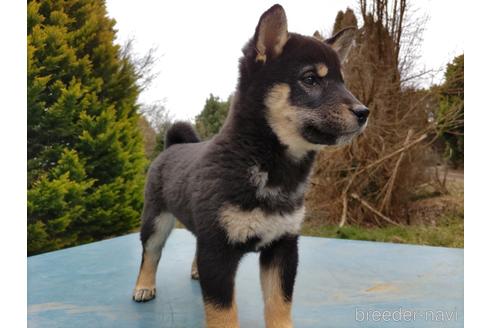 成約済の千葉県の柴犬-210737の4枚目