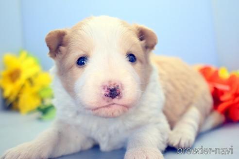 成約済の埼玉県のボーダーコリー-218421の2枚目