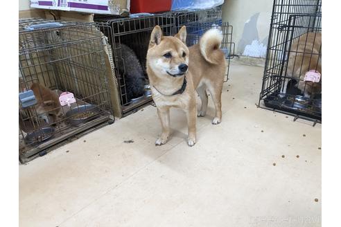 成約済の佐賀県の豆柴-176545の4枚目