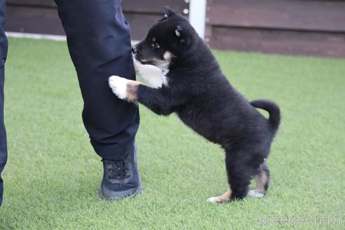 成約済の愛媛県の四国犬-216722の9枚目