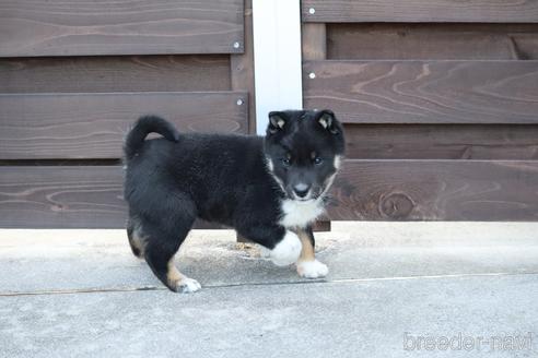 成約済の愛媛県の四国犬-216722の5枚目