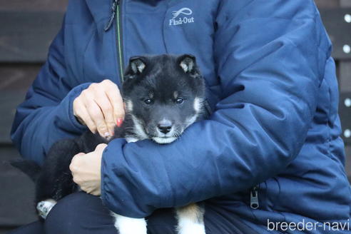 成約済の愛媛県の四国犬-216722の2枚目