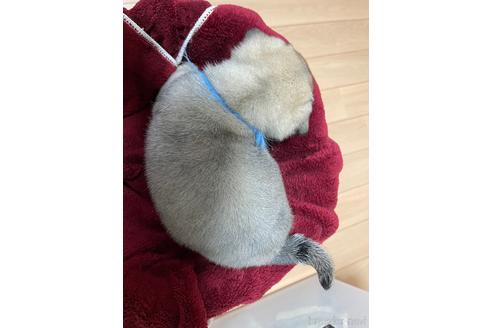 成約済の千葉県のパグ-216423の3枚目