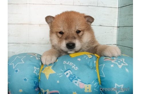 成約済の埼玉県の柴犬-214806の1枚目