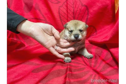 成約済の奈良県の豆柴-218526の1枚目