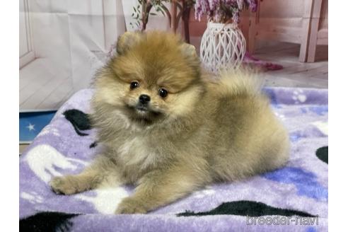成約済の埼玉県のポメラニアン-218634の2枚目
