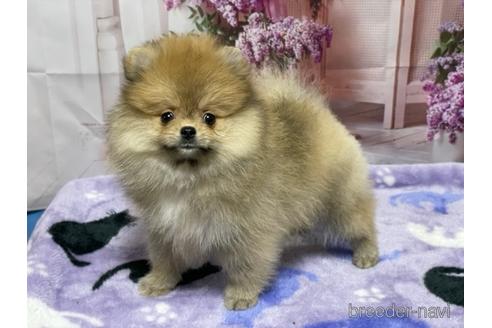 成約済の埼玉県のポメラニアン-218634の4枚目
