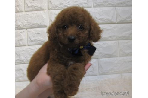 成約済の茨城県のトイプードル-218642の5枚目