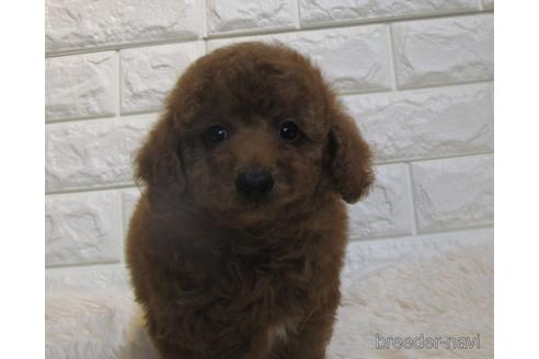 成約済の茨城県のトイプードル-218642の1枚目