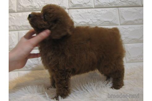 成約済の茨城県のトイプードル-218642の2枚目