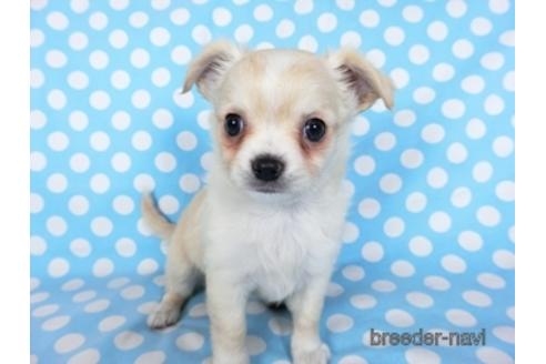 成約済の千葉県のチワワ(ロングコート)-218649の11枚目