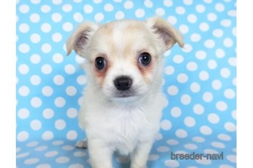 成約済の千葉県のチワワ(ロングコート)-218649の12枚目