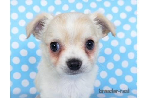 成約済の千葉県のチワワ(ロングコート)-218649の13枚目