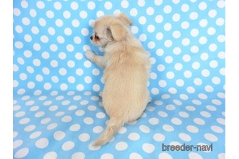 成約済の千葉県のチワワ(ロングコート)-218649の14枚目