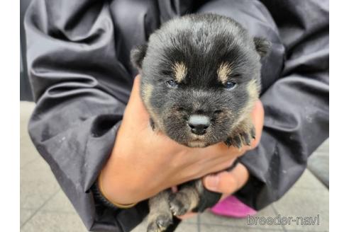 成約済の長崎県の柴犬-218653の2枚目