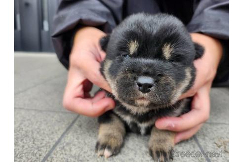 成約済の長崎県の柴犬-218653の1枚目