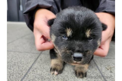 成約済の長崎県の柴犬-218653の4枚目