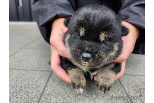 成約済の長崎県の柴犬-218653の5枚目