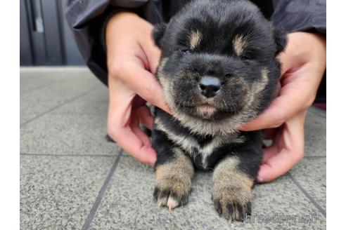 成約済の長崎県の柴犬-218653の3枚目