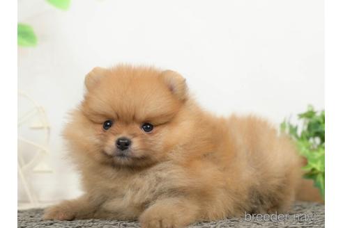 成約済の千葉県のポメラニアン-218661の3枚目