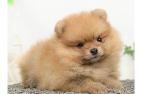 成約済の千葉県のポメラニアン-218661の2枚目